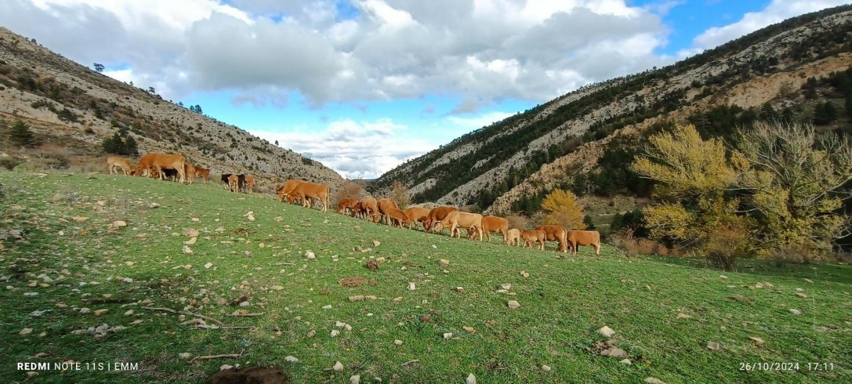 Apartamentos De Turismo Rural La Rocha Fortanete Eksteriør billede